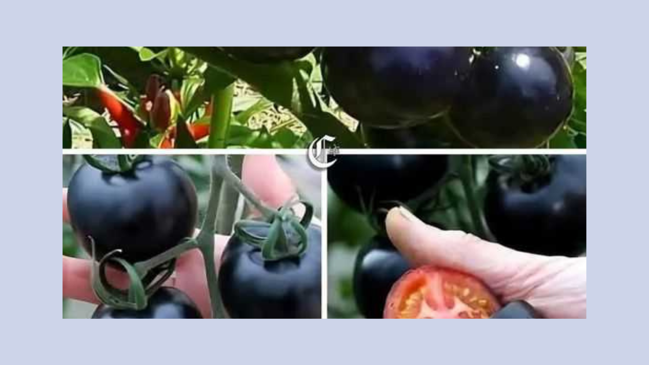 Darısı Bizim Üreticilere